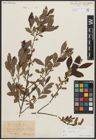 Foto von Salix aurita L.